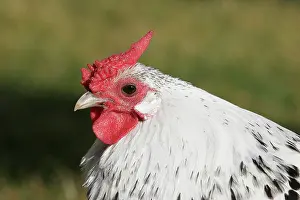 Hamburg: Chicken - Dwarf Cock of Hamburg