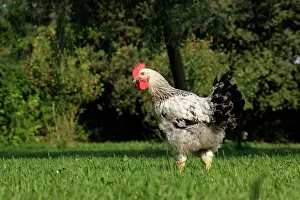 Hamburg: Chicken - Dwarf Cock of Hamburg