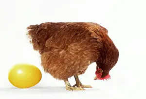 Surprises: Chicken & Egg
