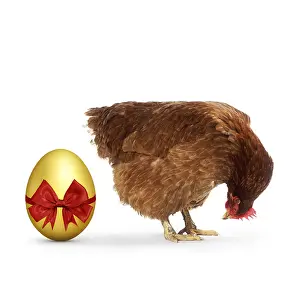 Shock: Chicken - & Egg - golden Chicken - & Egg