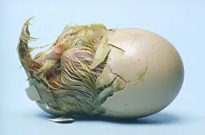 Incubation: Chicken egg hatching
