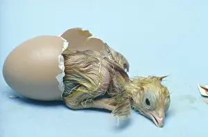 Incubation: Chicken egg hatching