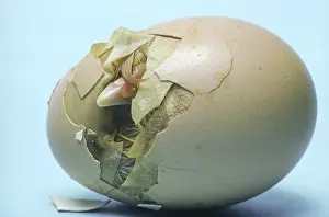Incubation: Chicken egg hatching