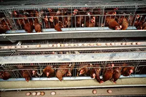 Chickens: CHICKEN FARM - BATTERY HENS