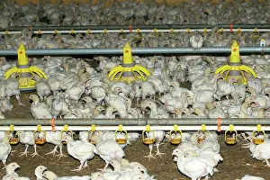 Intensification: Chicken Farm - chicks being raised for meat. 20 days old