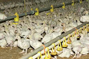 Intensification: Chicken Farm - chicks being raised for meat. 20 days old