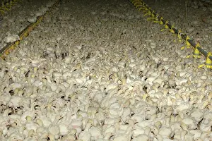 Intensification: Chicken Farm - chicks being raised for meat