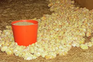 Intensification: Chicken Farm - mass of battery chicks being raised