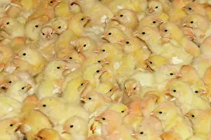 Intensification: Chicken Farm - mass of battery chicks being raised
