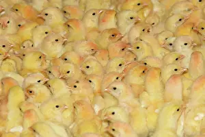 Intensification: Chicken Farm - mass of battery chicks being raised