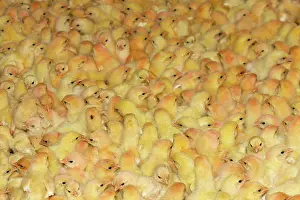 Intensification: Chicken Farm - mass of battery chicks being raised