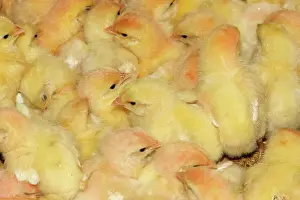 Intensification: Chicken Farm - mass of battery chicks being raised
