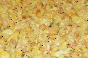 Intensification: Chicken Farm - mass of battery chicks being raised