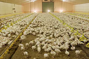 Intensification: Chicken Farm - mass of battery chicks being raised