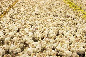 Intensification: Chicken Farm - mass of battery chicks being raised