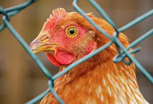 Epidemic: Chicken fenced in because bird flu, chicken, domestic