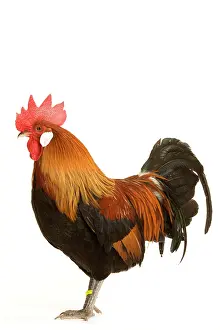 Gallic: Chicken - Gallic Rooster / Cockerel