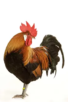 Gallic: Chicken - Gallic Rooster / Cockerel
