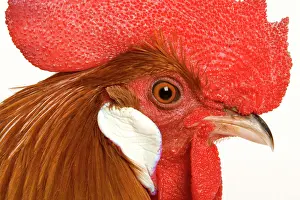 Gallic: Chicken - Gallic Rooster / Cockerel - close-up of face