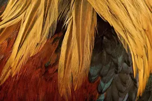 Gallic: Chicken - Gallic Rooster / Cockerel - close-up of plumage
