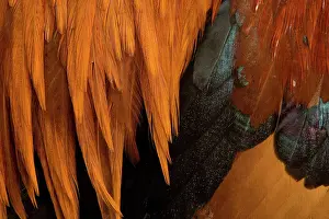 Gallic: Chicken - Gallic Rooster / Cockerel - close-up of plumage