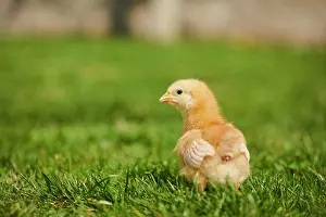 Slovakia: Chicken (Gallus domesticus) chick on a meadow, Slovakia