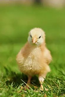 Slovakia: Chicken (Gallus domesticus) chick on a meadow, Slovakia