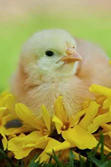 Slovakia: Chicken (Gallus domesticus) chick with yellow blossoms