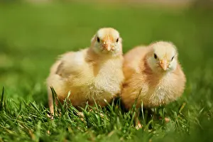 Slovakia: Chicken (Gallus domesticus) chicks on a meadow