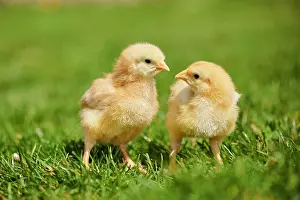 Slovakia: Chicken (Gallus domesticus) chicks on a meadow