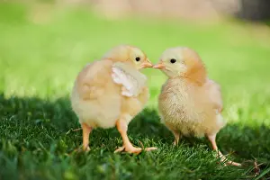 Slovakia: Chicken (Gallus domesticus) chicks on a meadow