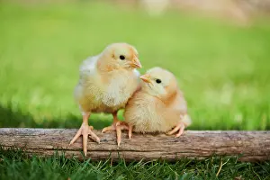 Slovakia: Chicken (Gallus domesticus) chicks on wood in a