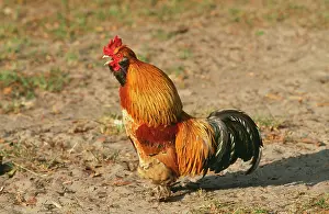 Crowing: CHICKEN - GOLDEN ARDENNAISE Cock, crowing