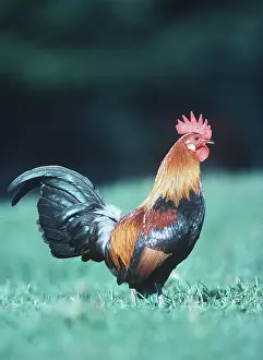 Free: Chicken - Golden Ardennaise Cockerel