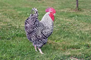 Marans: Chicken - Grey Cuckoo Marans