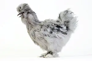 Silkie: Chicken Grey Silkie
