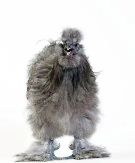 Silkie: Chicken Grey Silkie