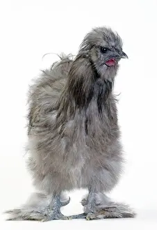 Silkie: Chicken Grey Silkie