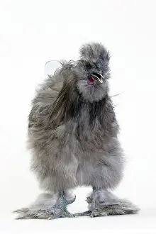 Silkie: Chicken Grey Silkie
