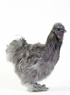 Silkie: Chicken Grey Silkie