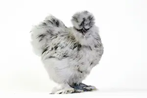 Silkie: Chicken Grey Silkie