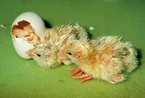 Cycles: Chicken - Hatching
