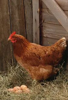Barn: CHICKEN - Hen with eggs
