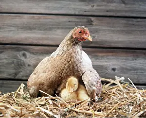 Duckling: CHICKEN - hen fostering duckling