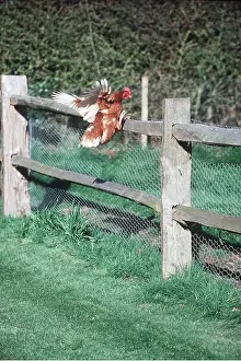 Hens: CHICKEN - Hen jumping over fence with wings out