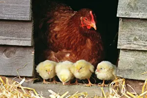 Home: CHICKEN - Hen with row of four chicks
