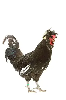 Houdan: Chicken - Houdan breed