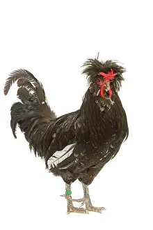 Houdan: Chicken - Houdan breed - in studio