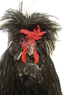 Houdan: Chicken - Houdan breed - in studio