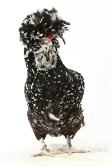 Hairstyle: Chicken Houdan / Poule de Houdan